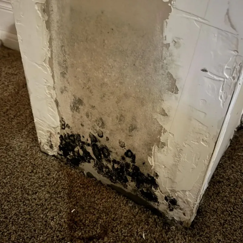 Professional Mold Removal in Hays County, TX